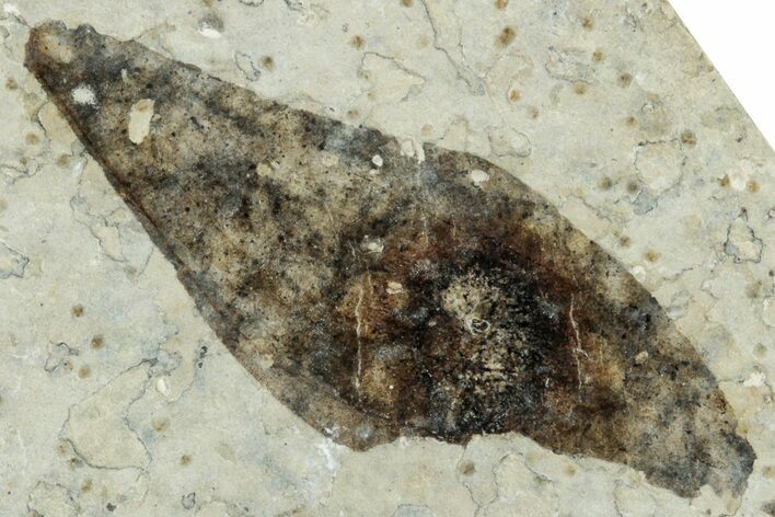 Fossil Winged Seed (Ailanthus) - Wyoming #245169